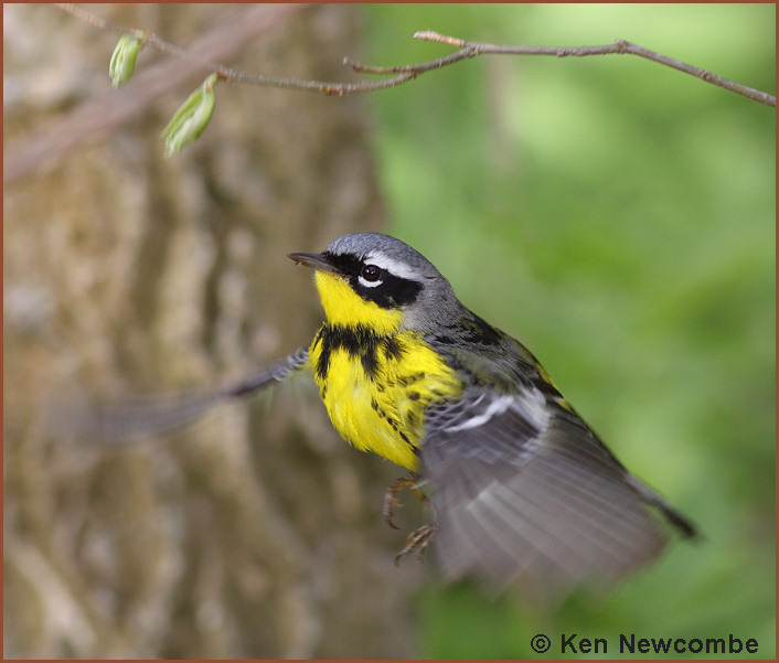 Magnolia Warbler